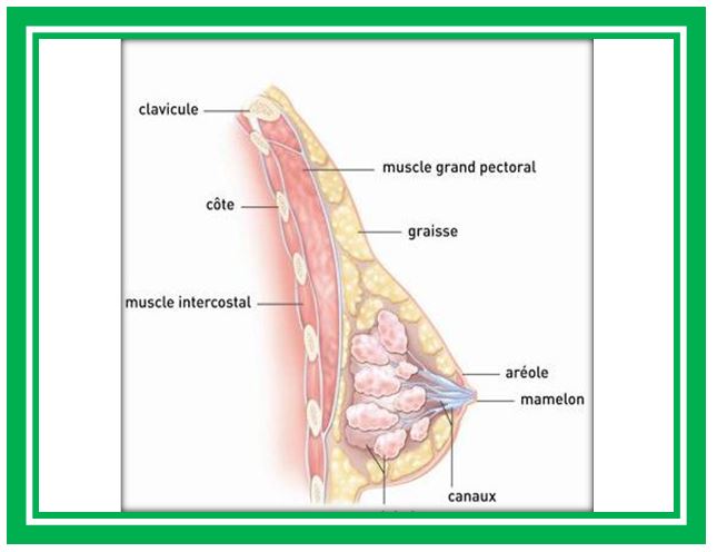 Cancer de sien Causes Complications Traitements Naturels