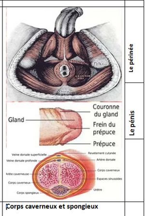 L’urétrite Causes Traitement Naturel Remède naturel Inflammation de l’urètre