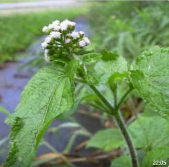 Le Roi des Herbes Plantes aux Vertus Exceptionnelles