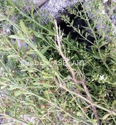 Schizophrénie Causes Symptômes Traitement Naturel. Plantes pour vaincre la Schizophrénie