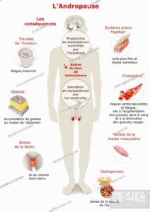 Andropause Traitement Naturel