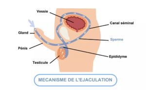 L’Éjaculation Précoce Prevention et Traitement Naturel