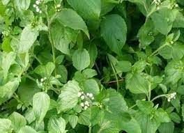 Roi des Herbes et Bienfaits