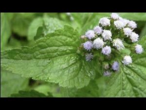Roi des Herbes et Bienfaits