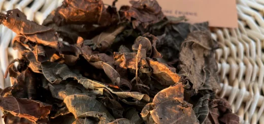 Comment Tomber Enceinte Naturellement avec les feuilles de Djèka  ?